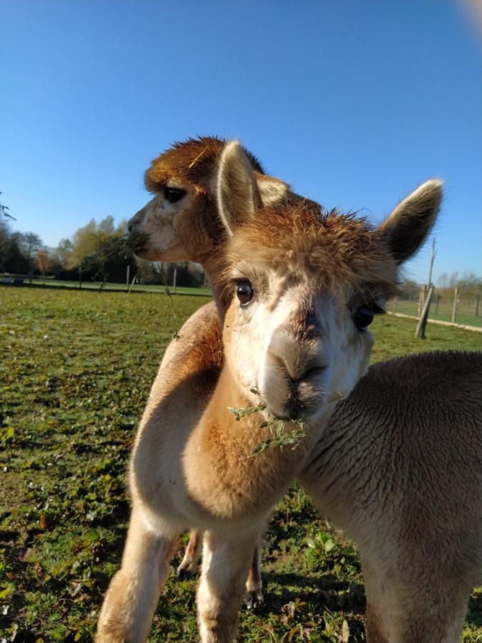 Domaine Ramonjavel, Glamping & Alpaca'S Bed & Breakfast Fongrave Ngoại thất bức ảnh